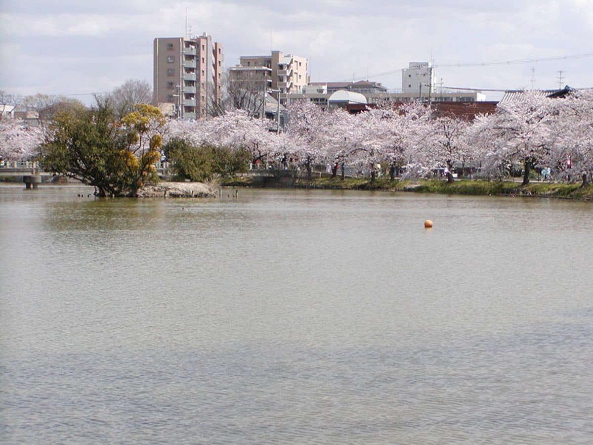 桜の咲く万代池